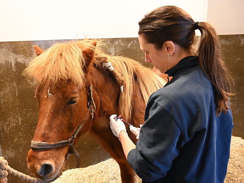 Horse medical