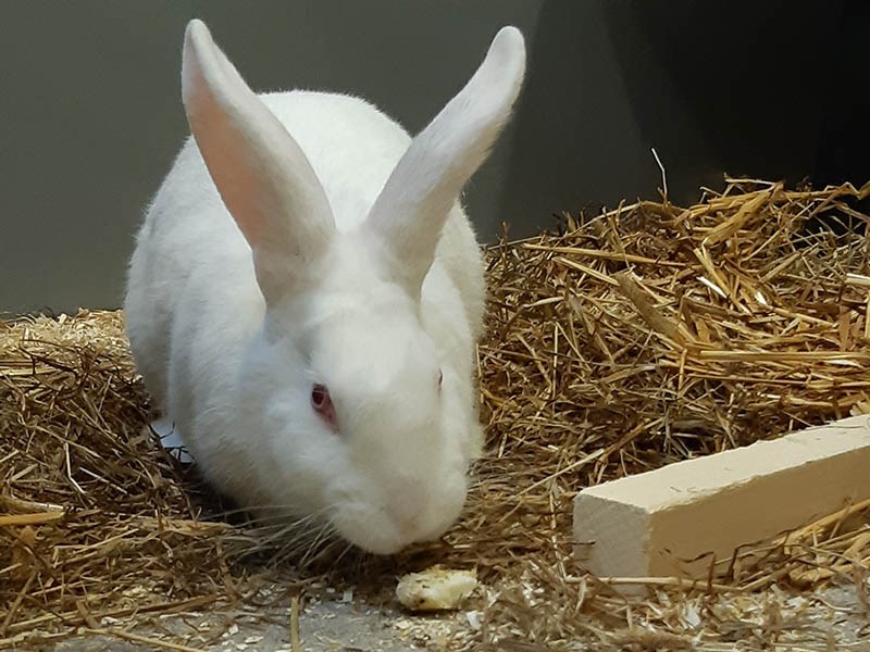 white rabbit