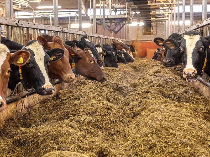 Cows