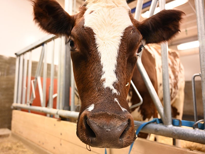 Cow at KV