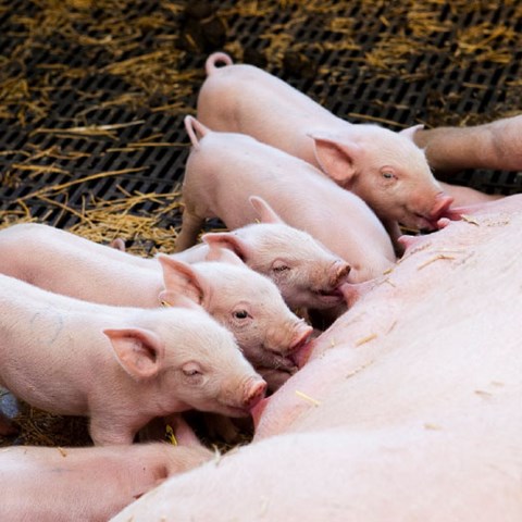 Pigs