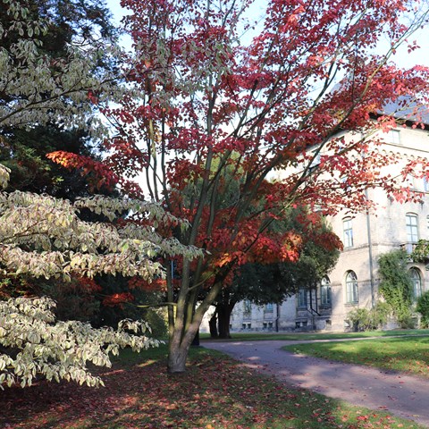 Autumn in Alnarp