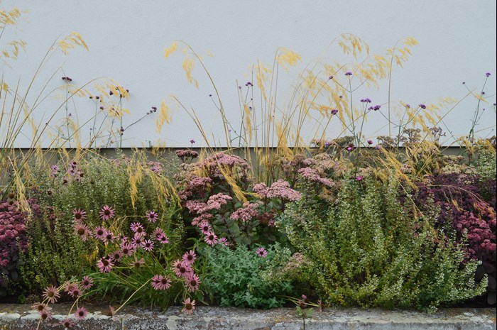 Perennials