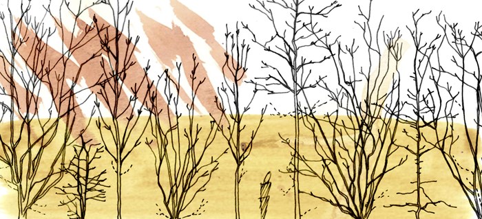 Plant image drawn
