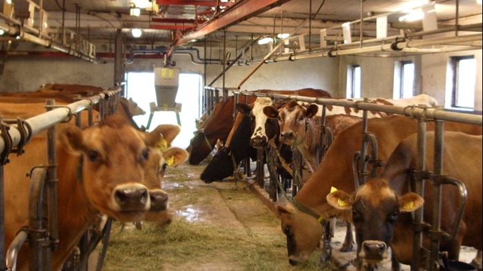 Indoor feeding (silage of grass and clover) of dairy cows in one of the participating dairy farms
