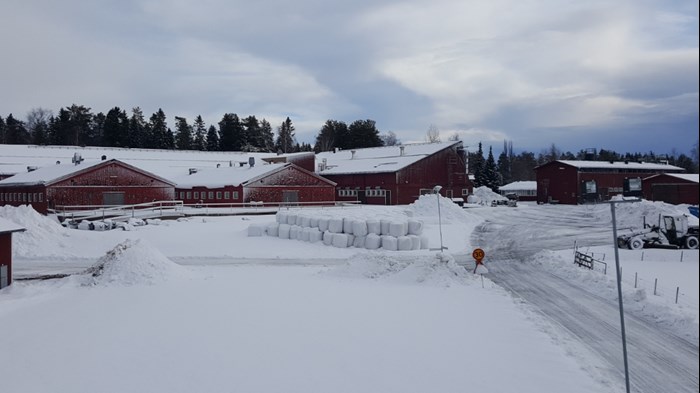 One of the participating dairy farms in this study from Northern Sweden 