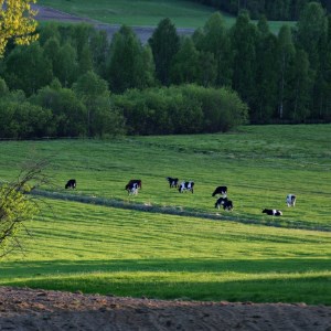 Sun shining low on a group of grazing dairy cows in a field in an undulating landscape  