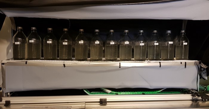 Real-time monitoring of the growth of syntrophic cultures