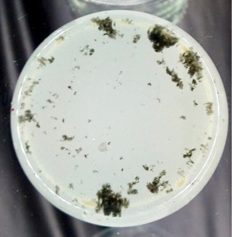 Picture showing flocculation in a syntrophic propionate degrading culture in high ammonia conditions. This image was collected using a custom-designed imaging system for serum bottles.