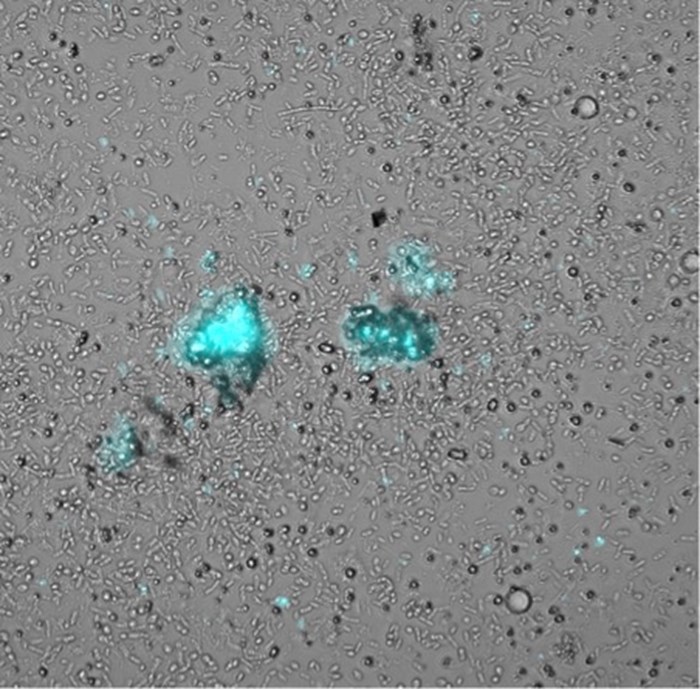 Study of the cell-to-cell interactions involved in the flocculating activity by using an in-house made miniaturized continuously fed reactor. This enables in situ microscopic monitoring of floc formation under anaerobic conditions using an automated light microscope without disrupting the co-operative behaviour. Cyan colour represents autofluorescence from methanogens (one of the syntrophic partners).