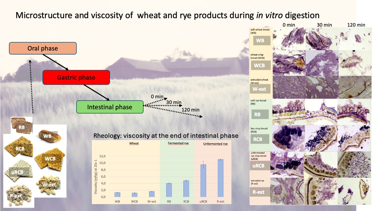 Graphical abstract for project CarbQ4Health: Microstructure and viscosity of  wheat and rye products during in vitro digestion