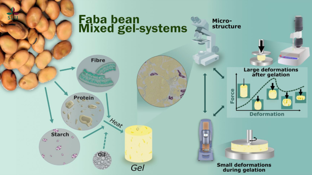 Graphical abstract