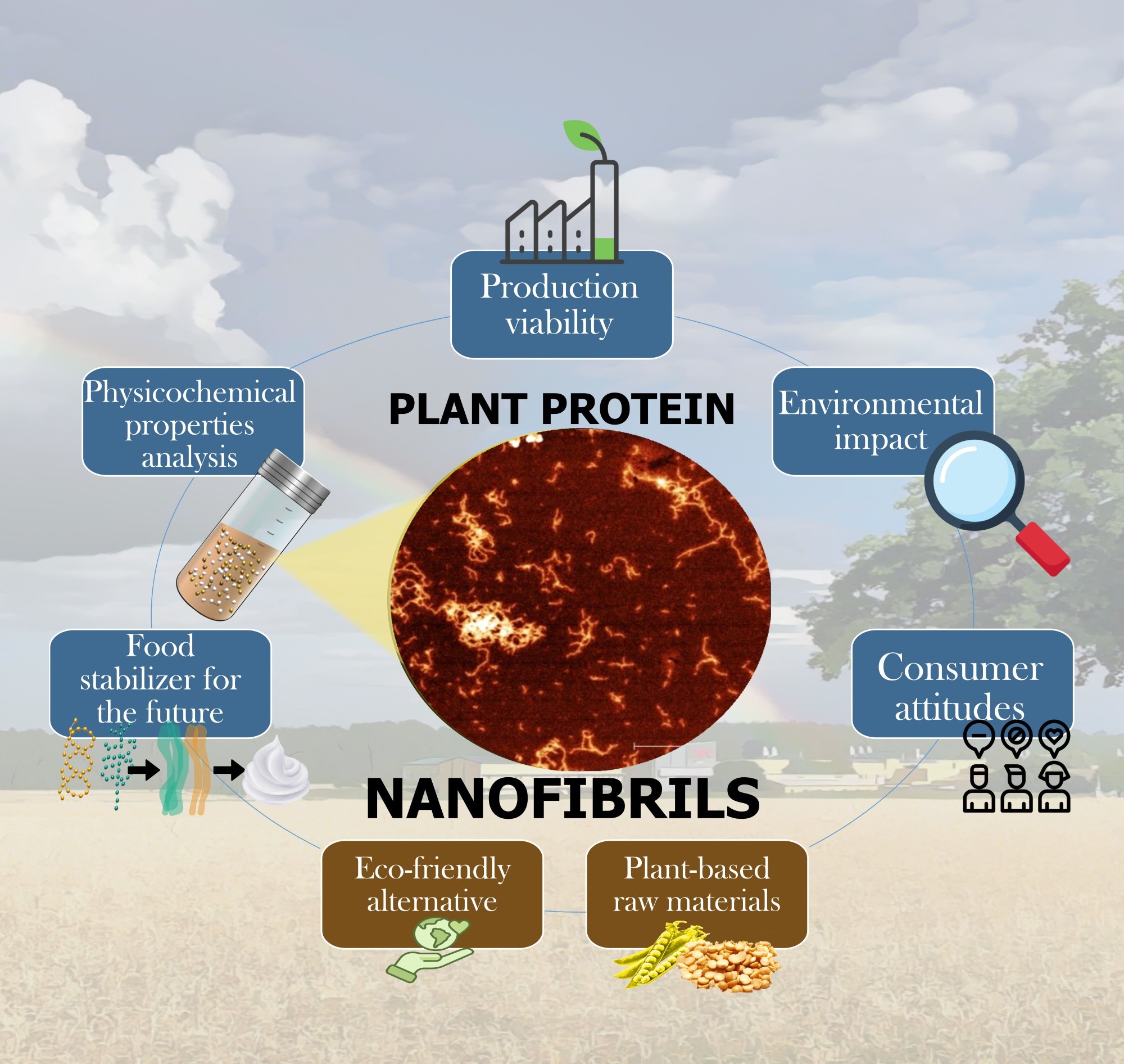 Graphical abstract plant protein nanofibrils