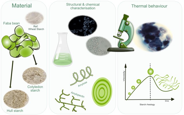 Graphical abstract for a Faba bean starch project