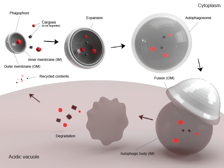 Autophagy illustration