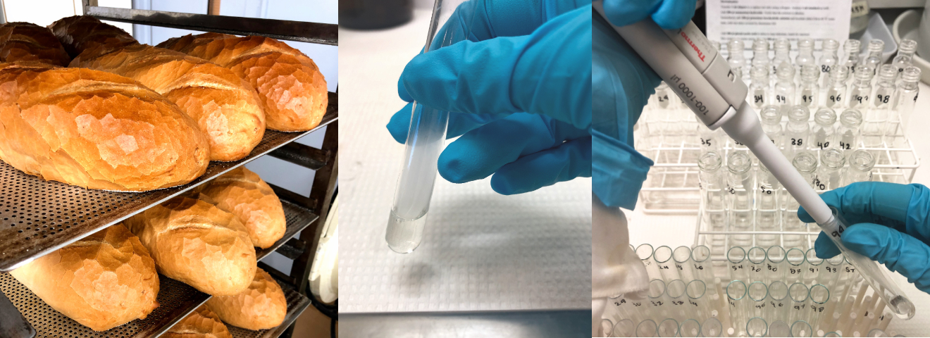 Bread, fiber lab and pipetting