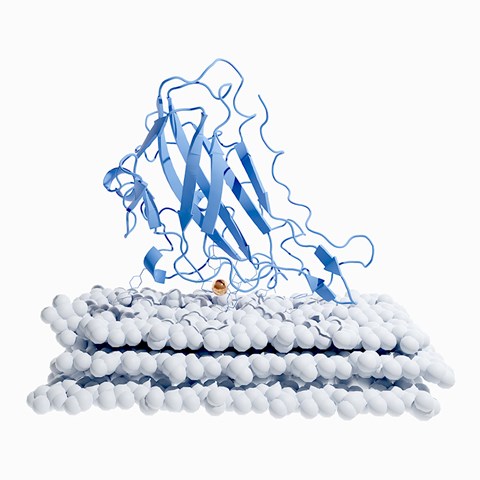 MD-simulering av ett svamp-LPMO-enzym som arbetar på cellulosaytan (Wu et al, 2013, J Biol Chem 288, 12828).