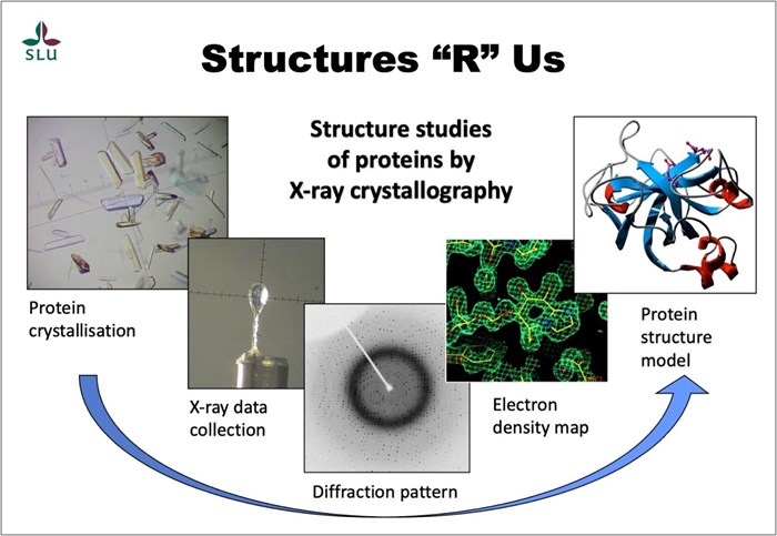 Scheme of structure studies of proteins by x-ray crystallography