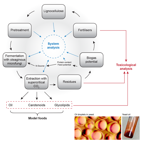 circular diagram