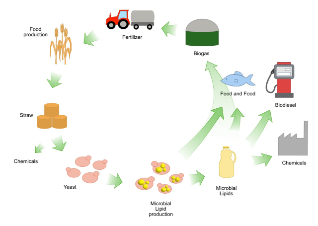 Overview of yeast lipid project