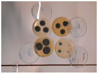 Mould growth plates