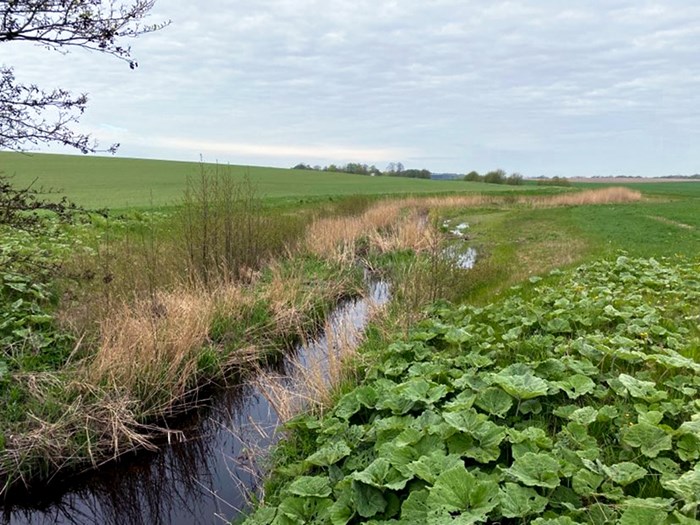 Ett dike med blad och gräs runt omkring vid jordbruksmark, foto.