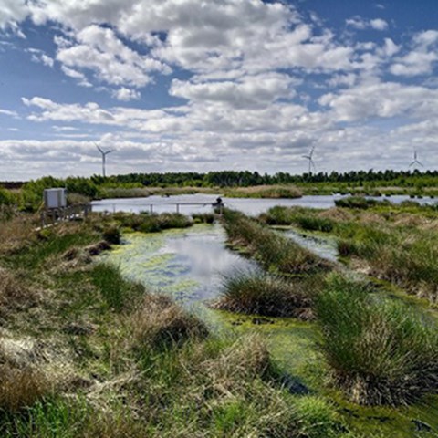 våtmark med himmel ovan
