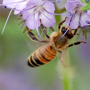 Ett bi på en lila blomma, foto.