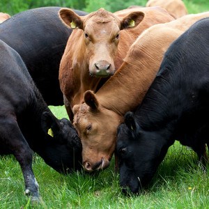 Kor äter gräs, foto.