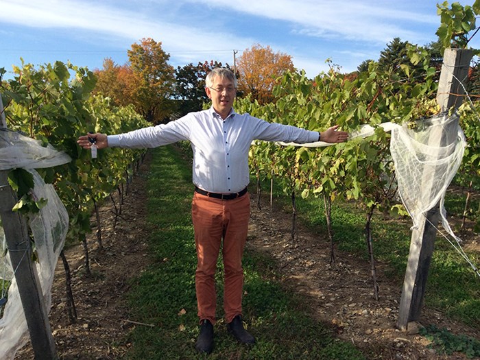 A man with white hair is standing in a wine field holding his arms out, photo.