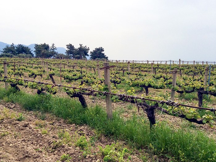 Wine field outdoors, photo.