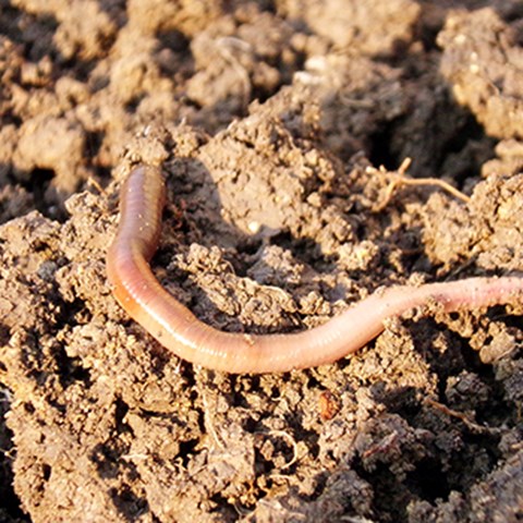 earthworm in soil.