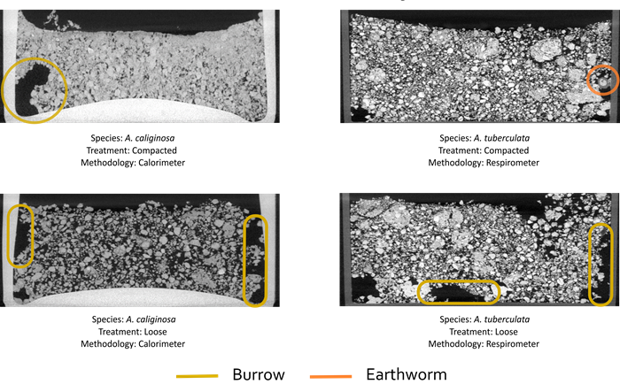 four images of soil profiles showing how worms have been moving in the soil
