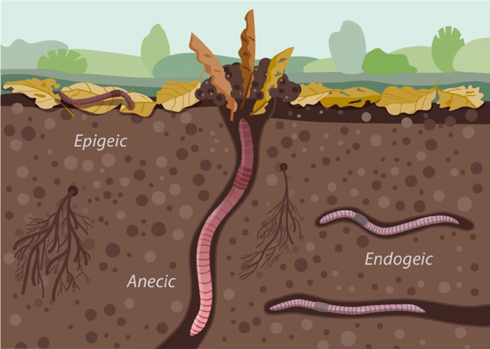 illustration av jordprofil där några daggmaskar rör sig genom jorden