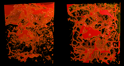 Mikroskopbild med röda formationer, foto.
