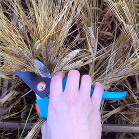 En hand håller i en blå sekatör, foto.