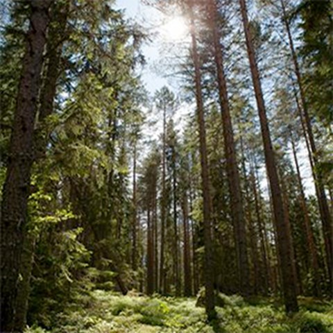A forest where sun is filtering through the branches, photo.