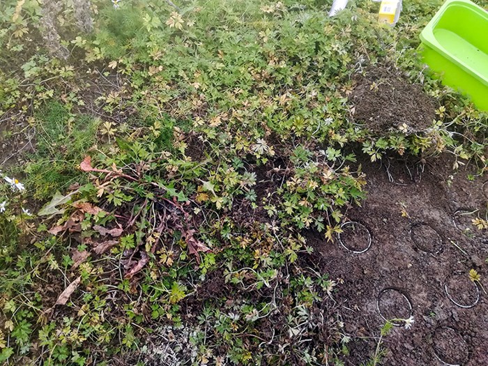 Soil with low vegetation. Part of the vegetation is scraped off, and metal rings are pressed into the soil to take samples, photo.