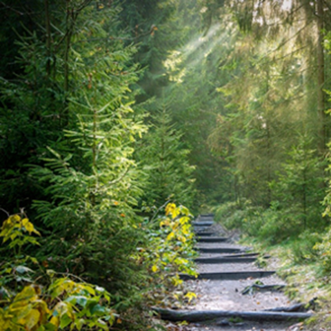 En trappa leder in i en skog. Foto.