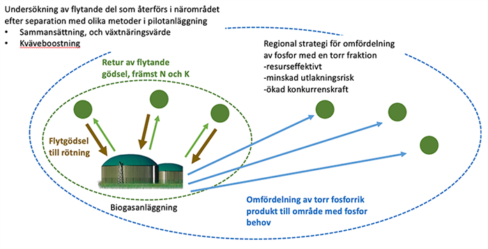 Fosfors kretslopp i ett projekt via en biogasanläggning. Illustration.