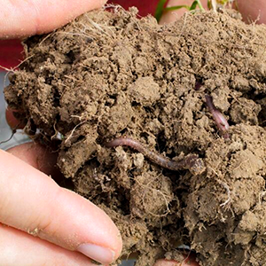 A hand holding soil with an earth worm in, photo.