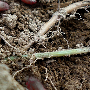 Close-up of soil. Photo.