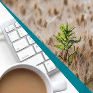 Bildmontage med en åker med ogräs och ett tangentbord och en kaffekopp. Foto.