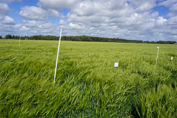 A green agricultural field with white sticks on it. Photo.