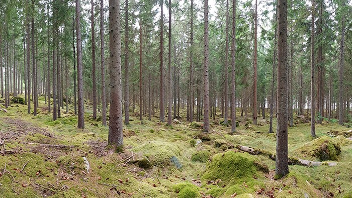 Granskog med mossig mark. Foto.