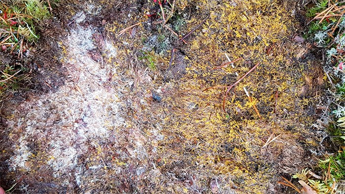 Vita och gula svamphyfer växer på jord. Foto.