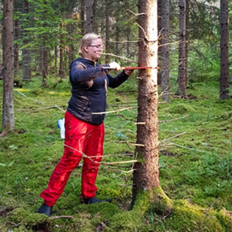 A woman in a dark jacket and red trousers measures the diameter of a spruce at breast height. Photo. 