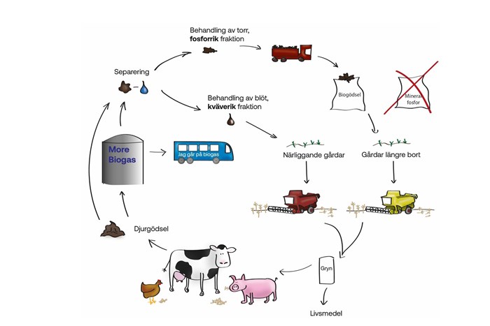 Illustration som förklarar hur förädlingen av djurgödsel till biogödsel går till.