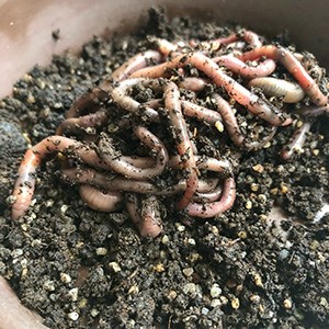 Soil ecosystem services at risk where earthworms are affected by soil  compaction