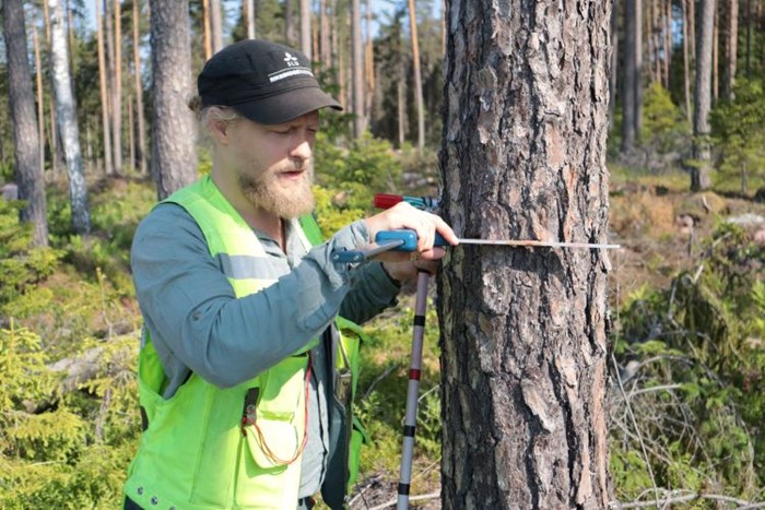 man mäter trädstam i skogen
